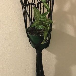 Wall Plant Hanger